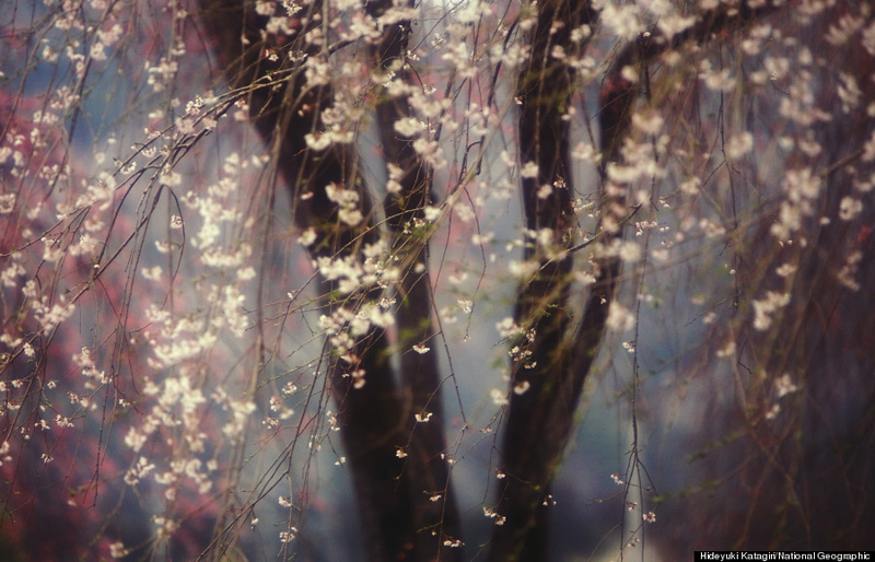 Illustration for article titled Las espectaculares fotos ganadoras del concurso NatGeo 2013